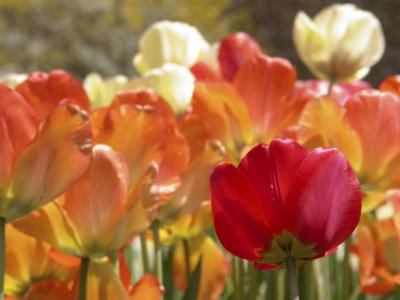 Tulips